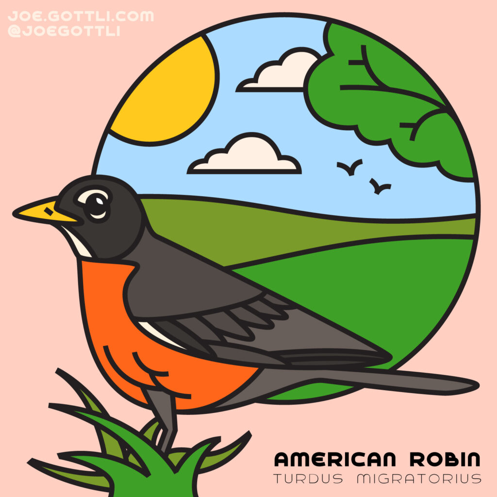 American Robin