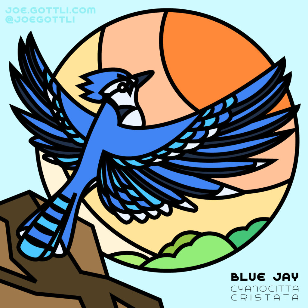 Blue Jay