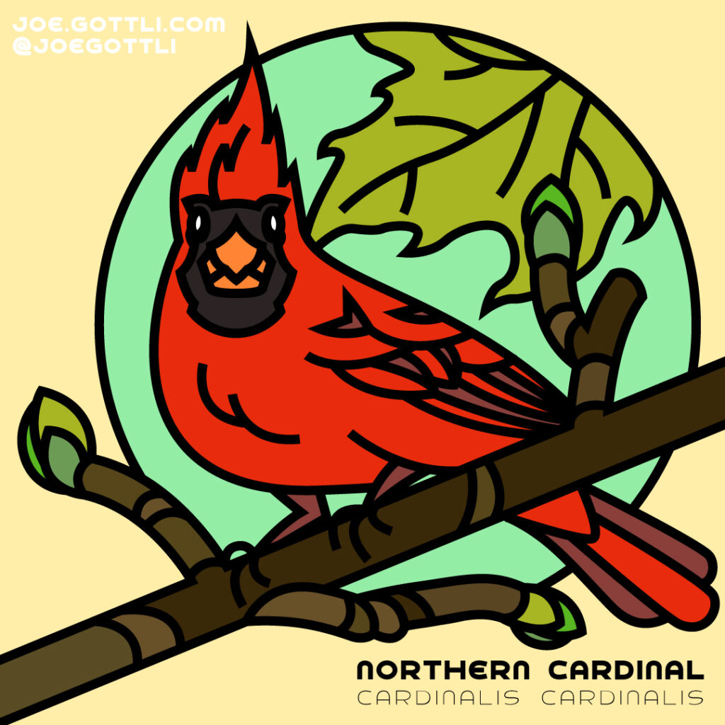 Northern Cardinal