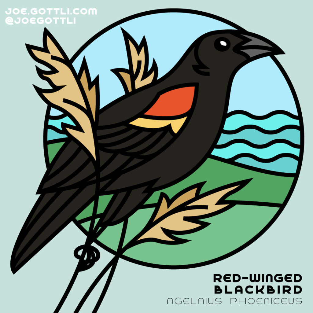 Red-Winged Blackbird