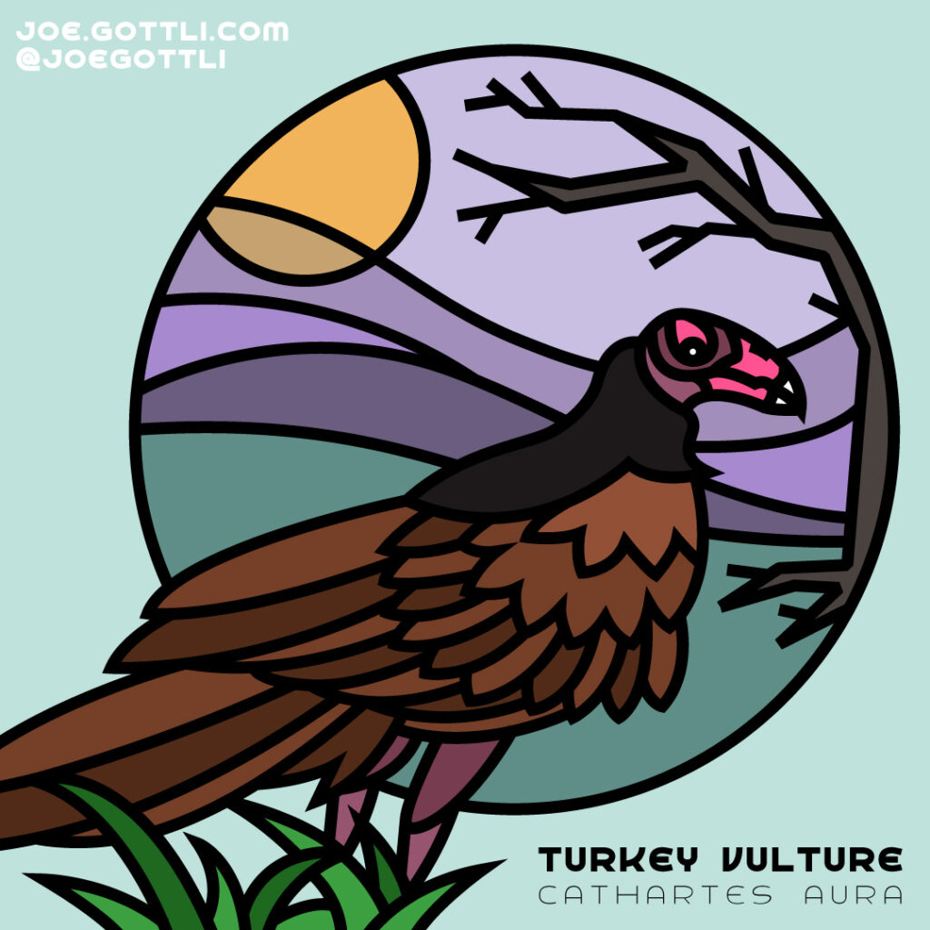 Turkey Vulture