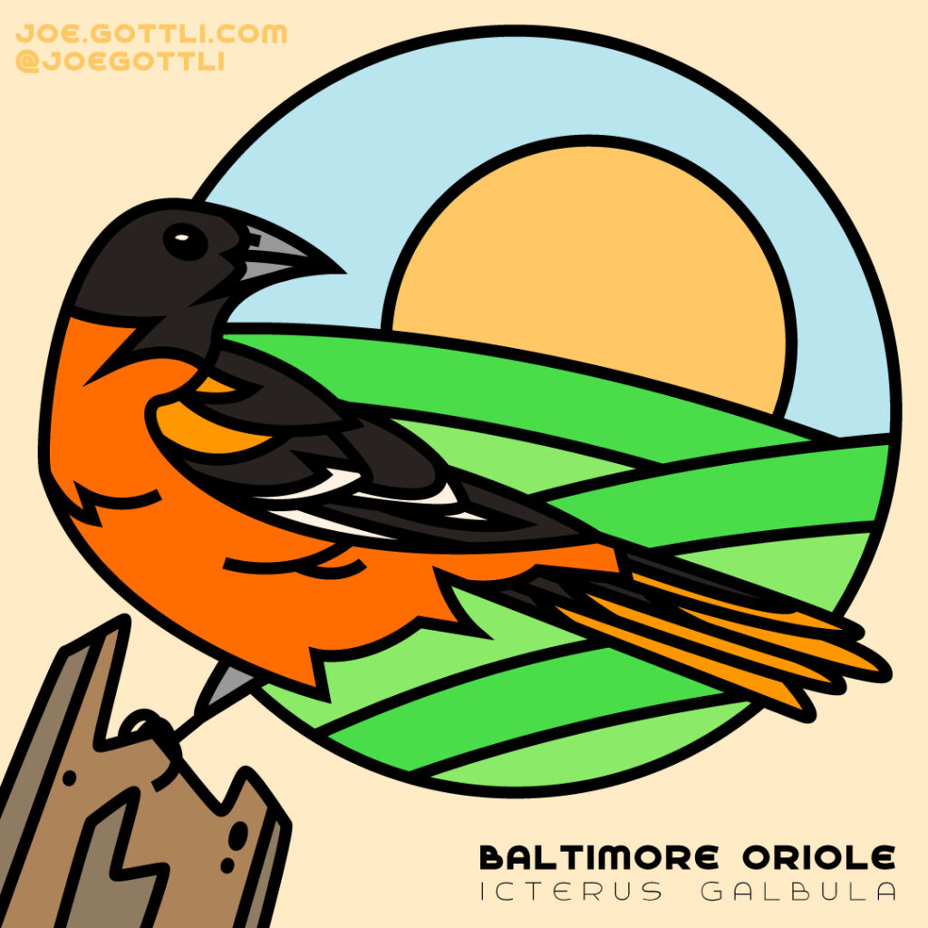 Baltimore Oriole