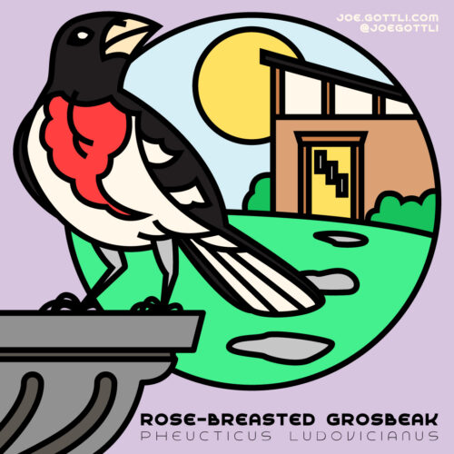 Rose-Breasted Grosbeak
