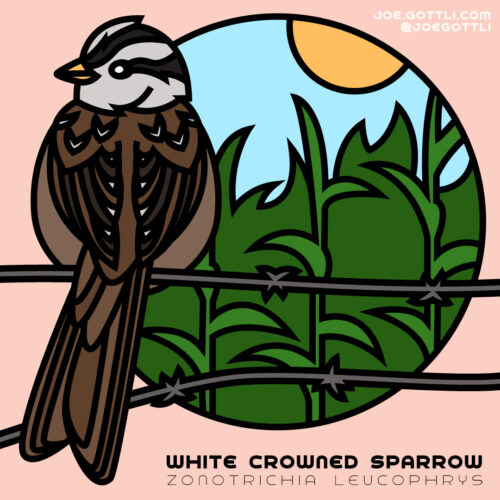 White Crowned Sparrow