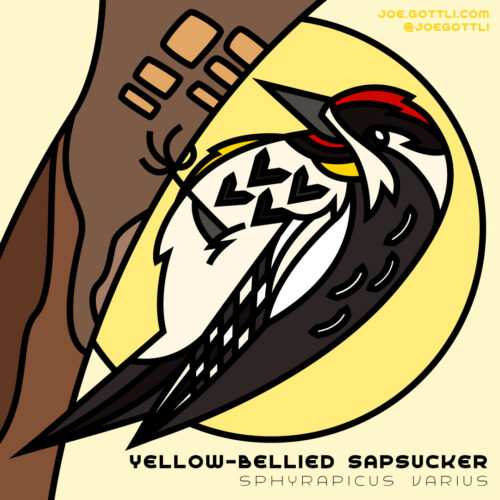 Yellow-Bellied Sapsucker