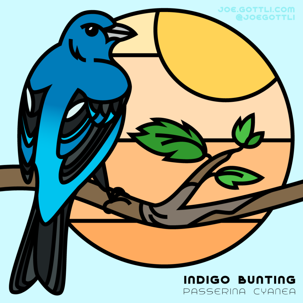 Indigo Bunting