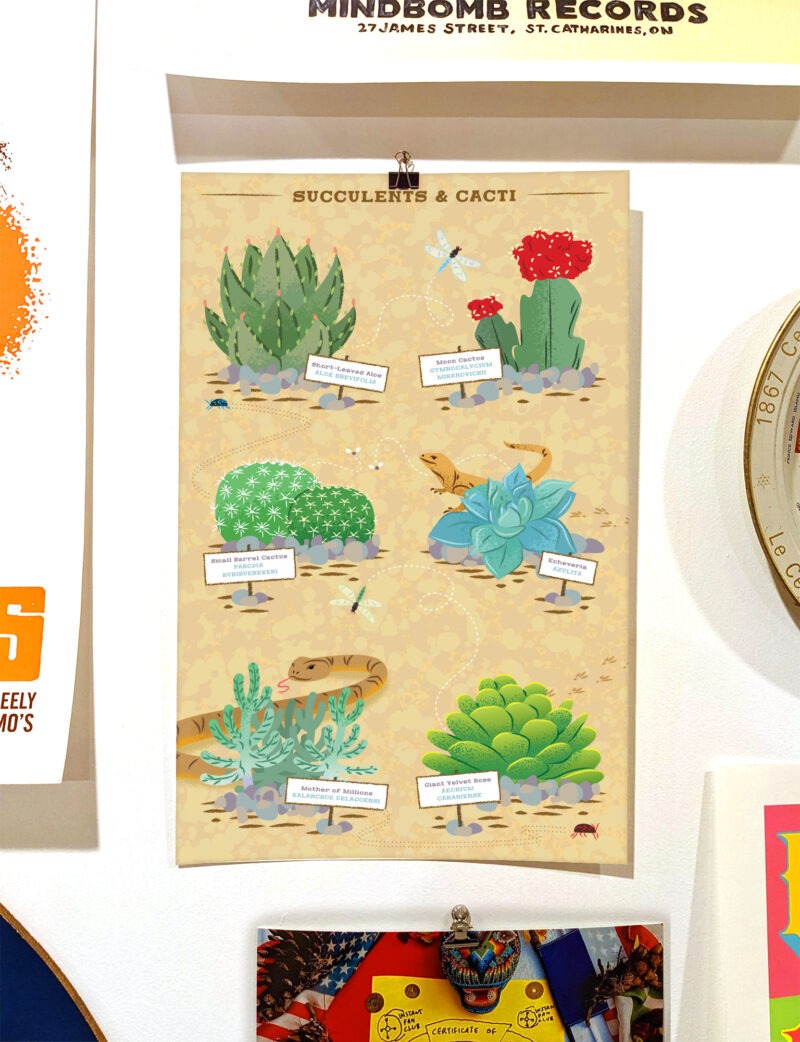 Succulents & Cacti Poster